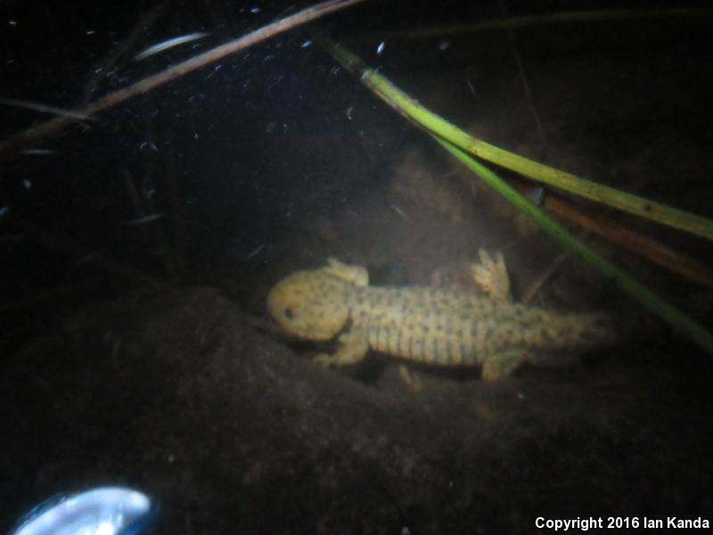 Blotched Tiger Salamander (Ambystoma mavortium melanostictum)