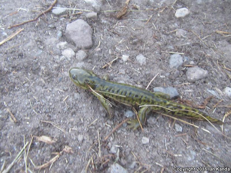 Blotched Tiger Salamander (Ambystoma mavortium melanostictum)