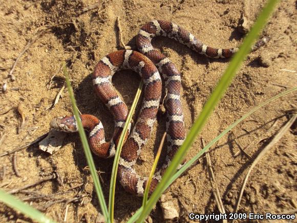 Eastern Milksnake (Lampropeltis triangulum triangulum)