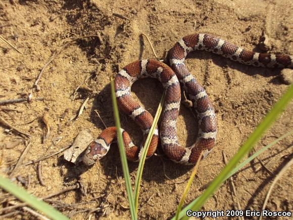 Eastern Milksnake (Lampropeltis triangulum triangulum)