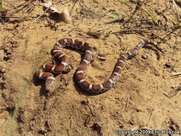 Eastern Milksnake (Lampropeltis triangulum triangulum)