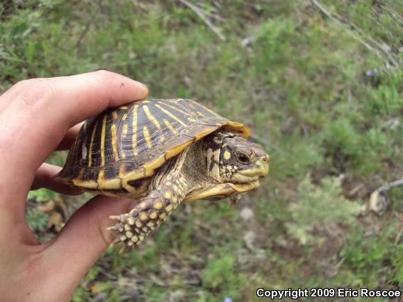 Ornate Box Turtle (Terrapene ornata ornata)