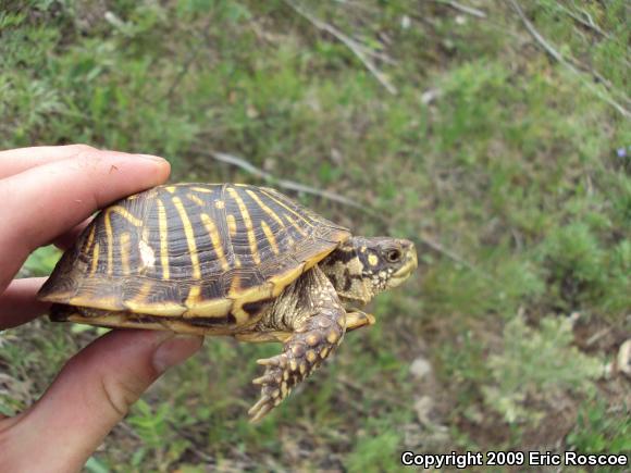 Ornate Box Turtle (Terrapene ornata ornata)