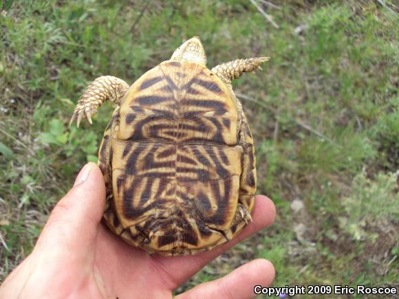 Ornate Box Turtle (Terrapene ornata ornata)