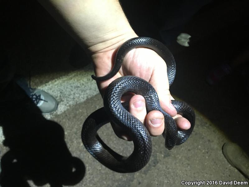 Western Black Kingsnake (Lampropeltis getula nigrita)