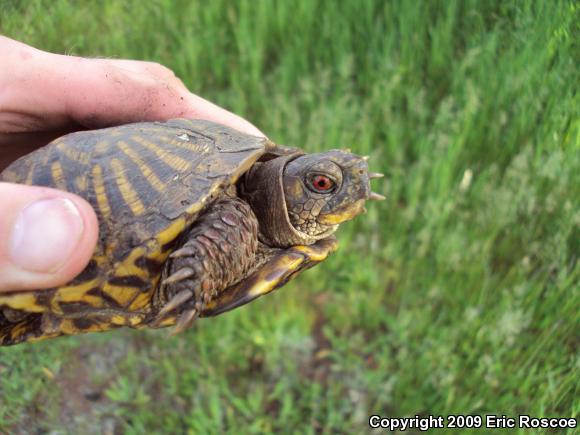 Ornate Box Turtle (Terrapene ornata ornata)