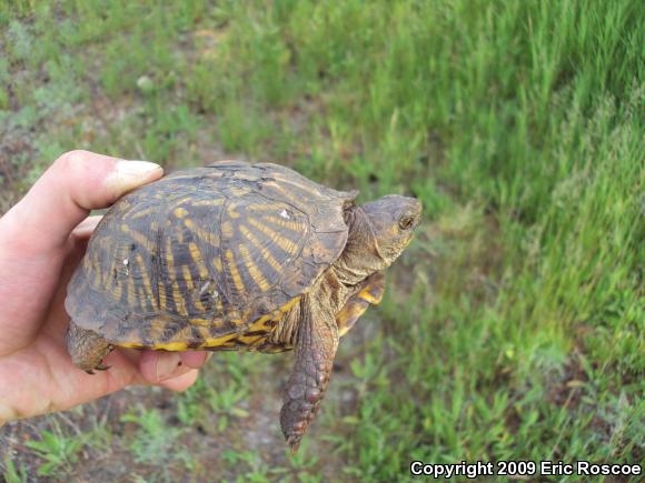 Ornate Box Turtle (Terrapene ornata ornata)