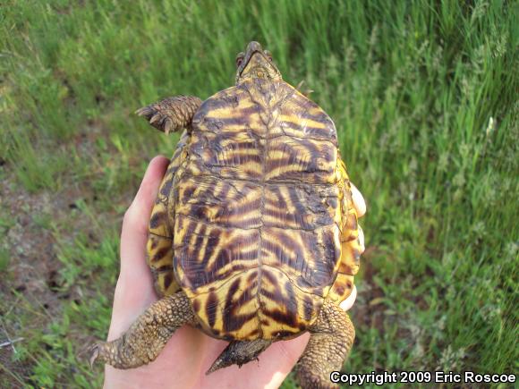 Ornate Box Turtle (Terrapene ornata ornata)