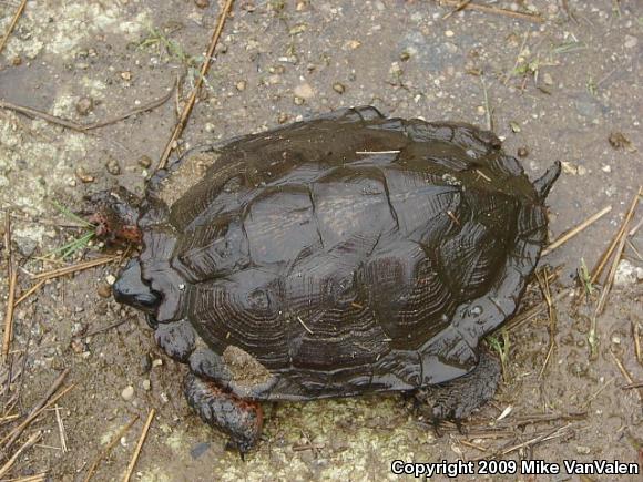 Wood Turtle (Glyptemys insculpta)