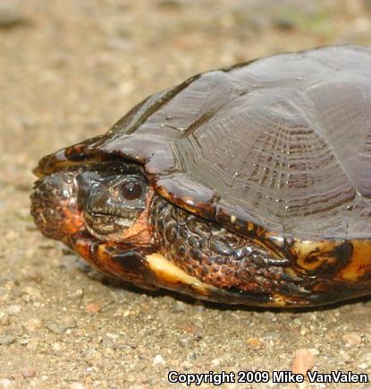 Wood Turtle (Glyptemys insculpta)