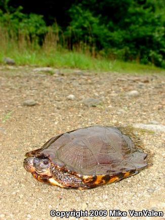 Wood Turtle (Glyptemys insculpta)