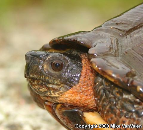 Wood Turtle (Glyptemys insculpta)