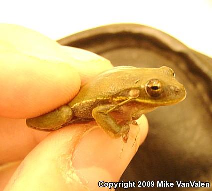 Squirrel Treefrog (Hyla squirella)