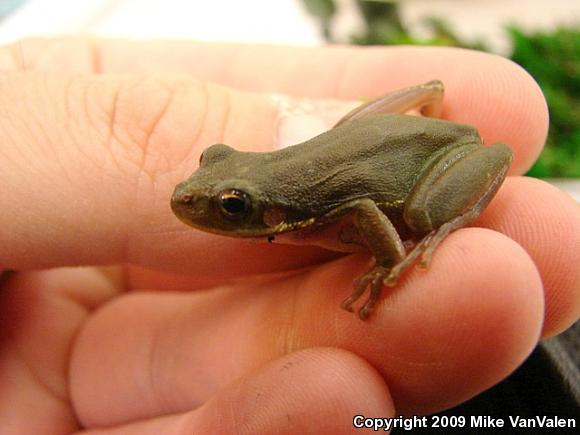 Squirrel Treefrog (Hyla squirella)