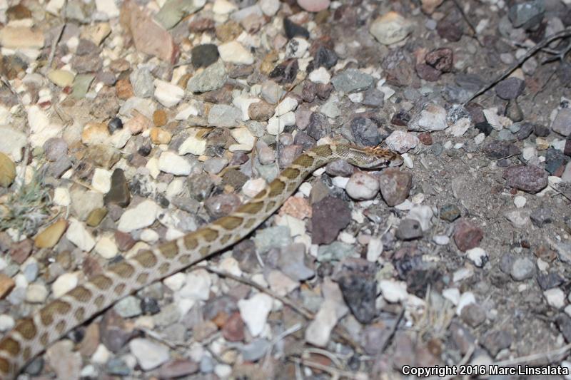 Kansas Glossy Snake (Arizona elegans elegans)