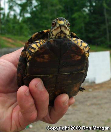 Eastern Box Turtle (Terrapene carolina carolina)