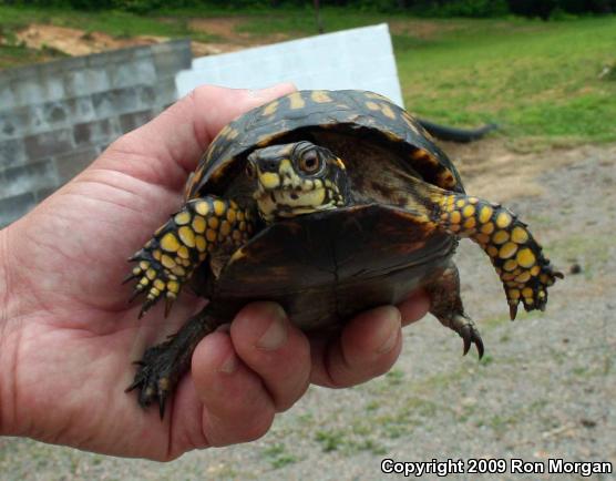 Eastern Box Turtle (Terrapene carolina carolina)