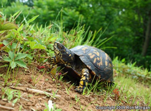 Eastern Box Turtle (Terrapene carolina carolina)