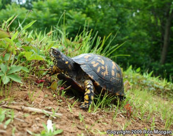 Eastern Box Turtle (Terrapene carolina carolina)