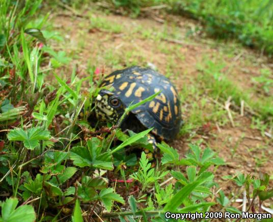 Eastern Box Turtle (Terrapene carolina carolina)