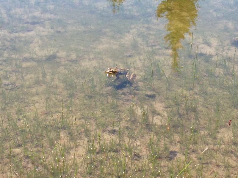 Cascades Frog (Rana cascadae)