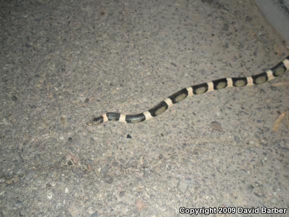 Western Long-nosed Snake (Rhinocheilus lecontei)