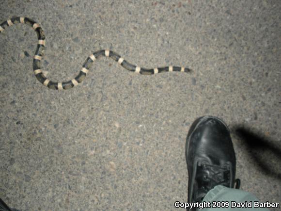 Western Long-nosed Snake (Rhinocheilus lecontei)