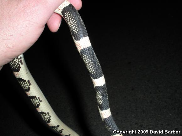 Western Long-nosed Snake (Rhinocheilus lecontei)