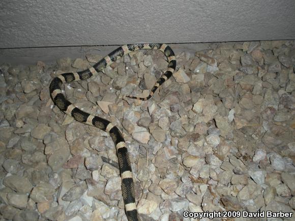 Western Long-nosed Snake (Rhinocheilus lecontei)