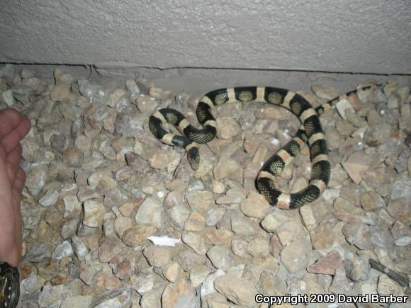 Western Long-nosed Snake (Rhinocheilus lecontei)