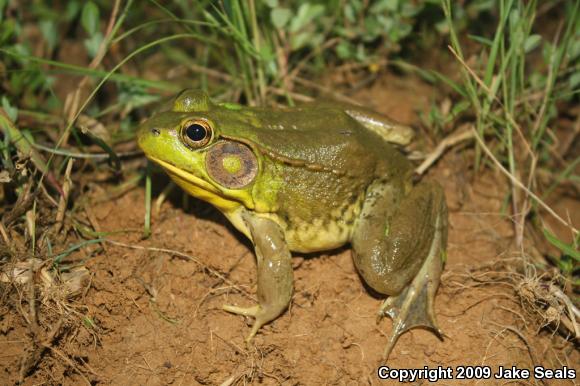 Green Frog (Lithobates clamitans)