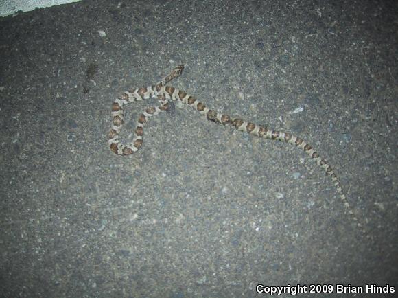 Baja California Lyresnake (Trimorphodon biscutatus lyrophanes)