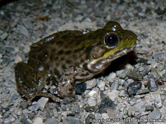 Northern Green Frog (Lithobates clamitans melanota)