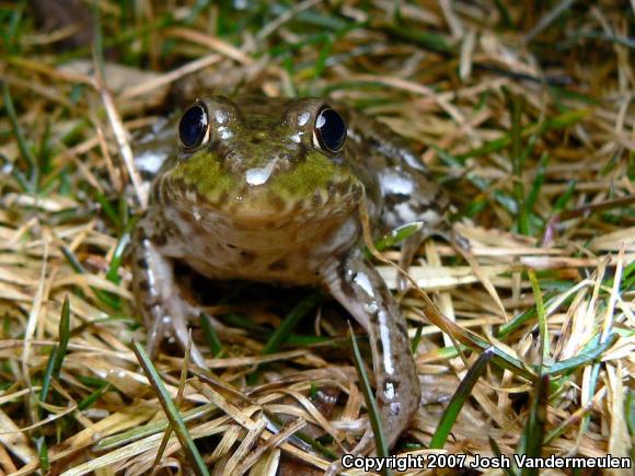 Northern Green Frog (Lithobates clamitans melanota)