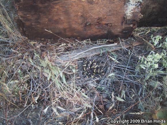 California Kingsnake (Lampropeltis getula californiae)