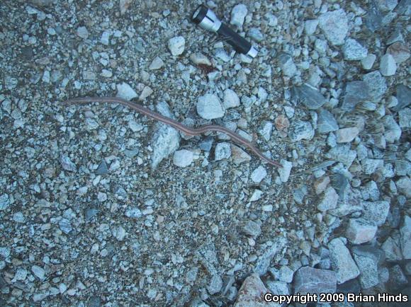 Coastal Rosy Boa (Lichanura trivirgata roseofusca)