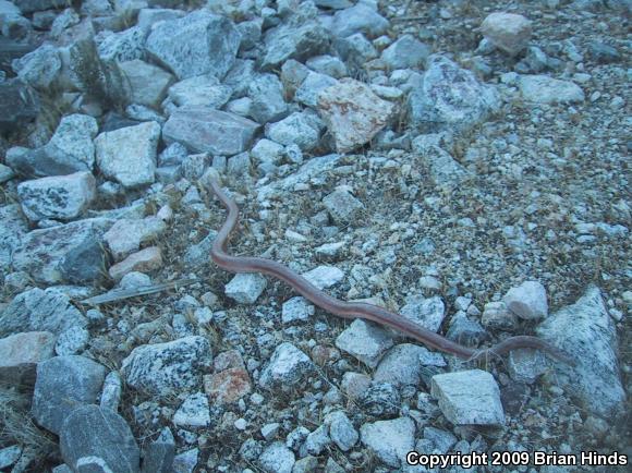 Coastal Rosy Boa (Lichanura trivirgata roseofusca)