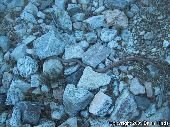 Coastal Rosy Boa (Lichanura trivirgata roseofusca)