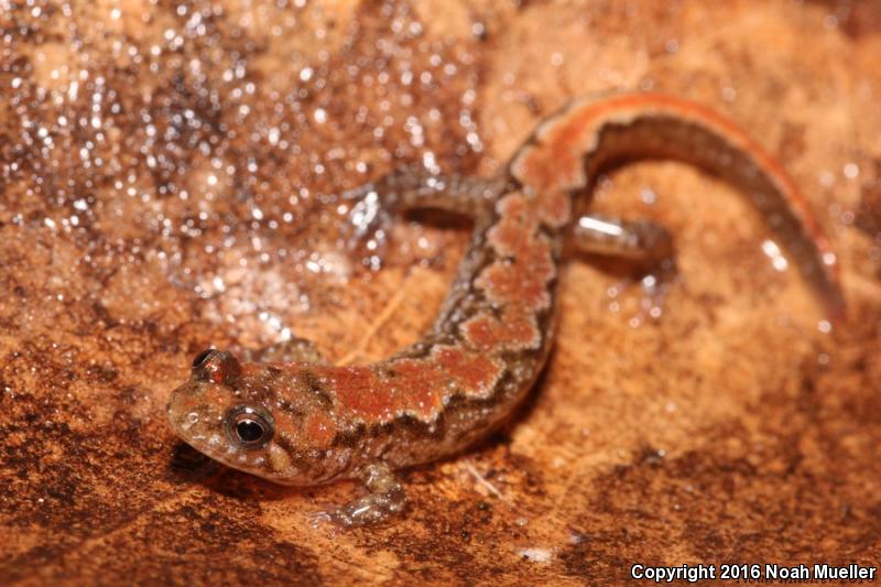 Apalachicola Dusky Salamander (Desmognathus apalachicolae)