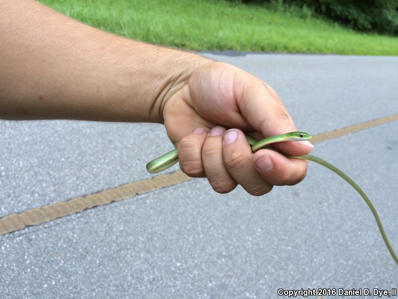 Florida Rough Greensnake (Opheodrys aestivus carinatus)