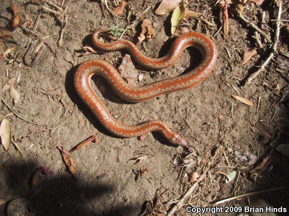 Coastal Rosy Boa (Lichanura trivirgata roseofusca)