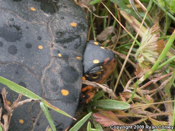 Spotted Turtle (Clemmys guttata)