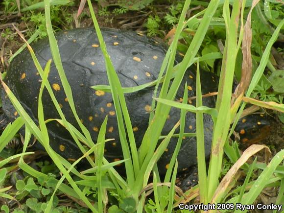 Spotted Turtle (Clemmys guttata)