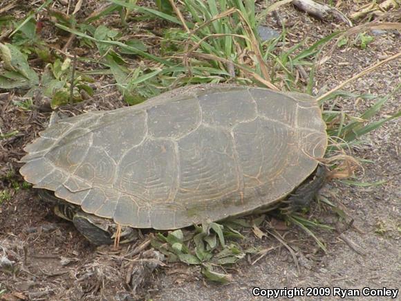 Northern Map Turtle (Graptemys geographica)