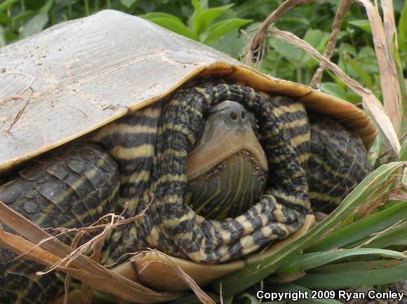 Northern Map Turtle (Graptemys geographica)