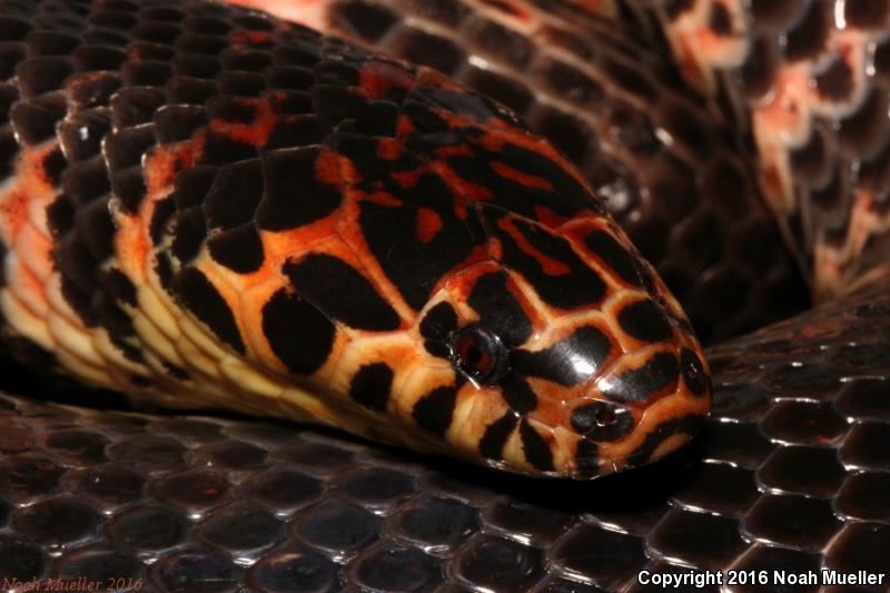 Eastern Mudsnake (Farancia abacura abacura)