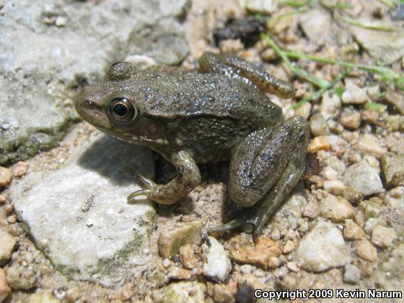 Northern Green Frog (Lithobates clamitans melanota)