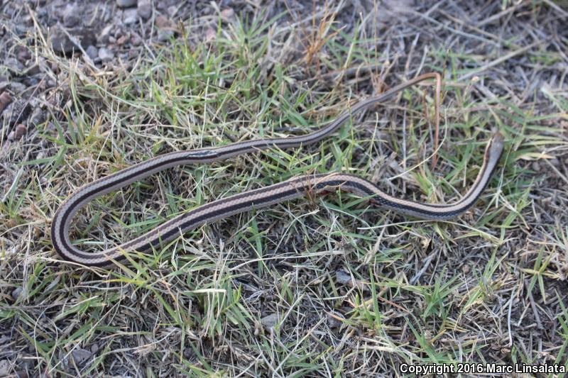 Mountain Patch-nosed Snake (Salvadora grahamiae grahamiae)