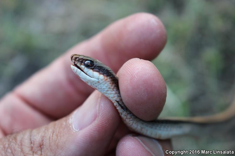 Mountain Patch-nosed Snake (Salvadora grahamiae grahamiae)