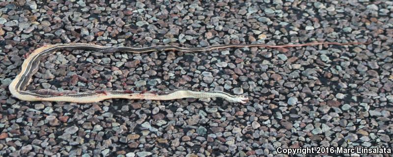 Central Texas Whipsnake (Coluber taeniatus girardi)